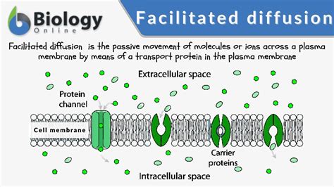 facilitated diffusion vs protein chanel|facilitated diffusion via protein channel.